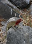 Galapagos (Mar 2009) - Day 06 - 492
